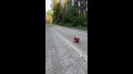 18-Year-Old Dachshund Goes For a Nature Walk
