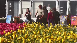 Spring flower festival underway in Australian capital