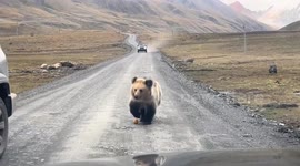 Wild bear begs for food from motorists like an obedient pet