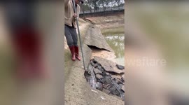 Ten escaped crocodiles found hiding under concrete to escape being turned into handbags