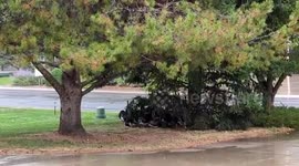 US: Wild Turkeys Take Shelter Under Trees As Thunderstorm Hits Fort Collins, CO
