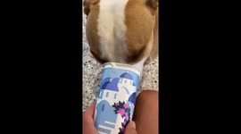 Frank loves yogurt