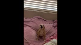 Dog screams like baby in Henderson, Nevada