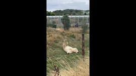 Bear scratches its back on ground in Doncaster
