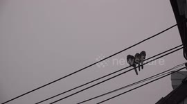 Little birds huddle together for warmth during a tropical rainstorm at Pathumthani, Thailand.