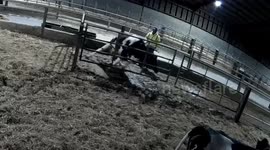 Shocking footage shows cows being abused at dairy farms supplying M&S and Muller