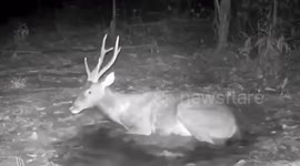 Two stags spotted by wild camera enjoying a bath
