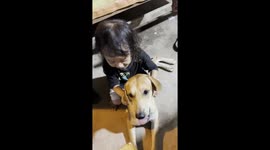 A little boy rides his dog, playing until he falls.