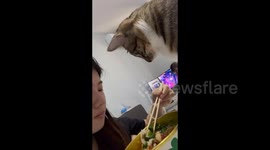 China: Cat Tries to Assault the Dinner of Its Owner