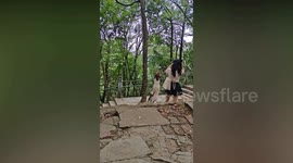 Monkeys attack woman in forest in China