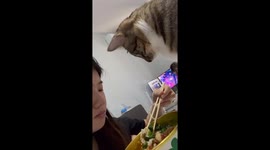 Pet cat watches owner eating then lashes out