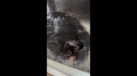 The Hair in the Plug Hole Looking Back at You