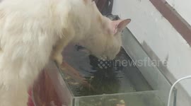 cat and fish friendship
