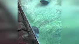 USA: Beaver Brains Its Way to Building Fame at Milwaukee Zoo