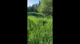 Cat Jumps in Tall Grass