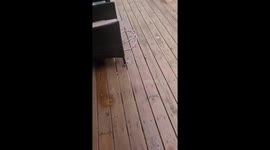 Telling Tina The Bear To Go Home