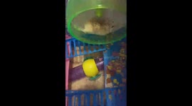 crazy hamster