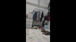 Playful Chinese cat tumbles through clothes rack