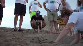 Türkiye's endangered sea turtles see rise in nests