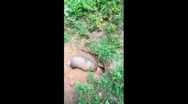 Fat badger gets stuck in its own burrow in SW China