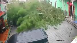 Two Chinese tourists killed when uprooted tree crushes car in Malaysia