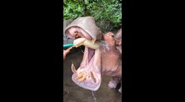 Open wide! Hippo stretches jaw to have teeth brushed