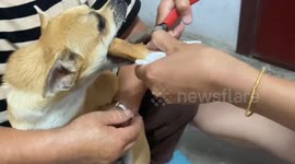 Dog Rescued After Getting Tongue Stuck in Bone in Bozhou, Anhui