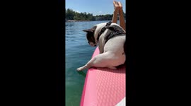 Dog tentatively touches water while onboard in Kraków, Poland