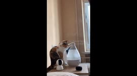 Cat plays with humidifier mist in Stryi, Ukraine