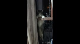 Cat stranded on window trying to enter house in Ciudad Victoria, Mexico