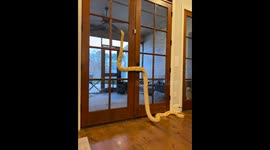 Pet snake climbs door in Madison, Mississippi