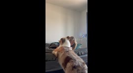Cat’s priceless reaction to being ignored captured on video