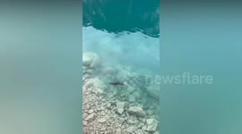 Otter's fishing skills amaze tourists in natural park in China