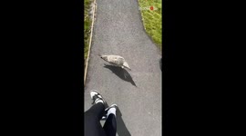 Apparently injured seagull turns into a seagull brawl at the caravan