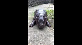 Baby hippo Moo Deng just loves having her cheeks rubbed