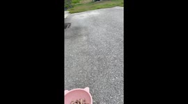 Three-legged cat's waddle as it runs for food is adorable