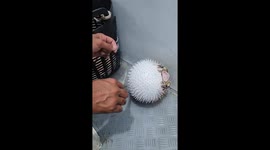 Fisherman releases pufferfish tangled in line