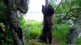 Russia: Bruin Gets Hip As It Dances The Lambada