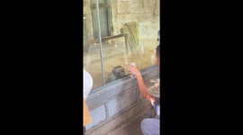 Monkey locks eyes on visitor’s phone at zoo