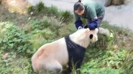 Crazed panda attacks zookeeper in China
