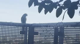Wild Indian ringneck parrots gather and rest on a London balcony