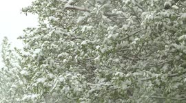 Mongolia experiences sudden temperature drop, early snowfall