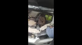Motorist lifts car hood to find huge 7-foot-long python coiled up on engine