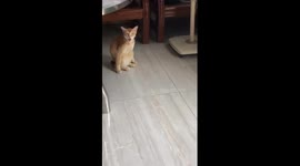 Pet cat sits in a funny position
