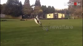 Carefree horse's post-rain run interrupted by a comical fall