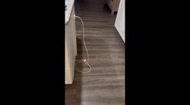 Dog Takes Off With Kitchen Towel