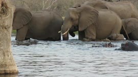 Brave baby elephant crosses dangerous waters under mothers' watchful eyes