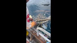 Fishermen rescue sea turtle stuck in ghost nets and ocean trash