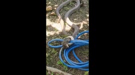 Clumsy cobra gets itself in a tangle with a hosepipe