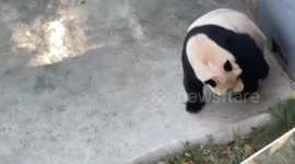 Giant panda attacks female keeper at zoo in China